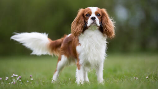 Informaci n Sobre La Raza Cavalier King Charles Spaniel Purina Informaci n Sobre La Raza Cavalier King Charles Spaniel Purina